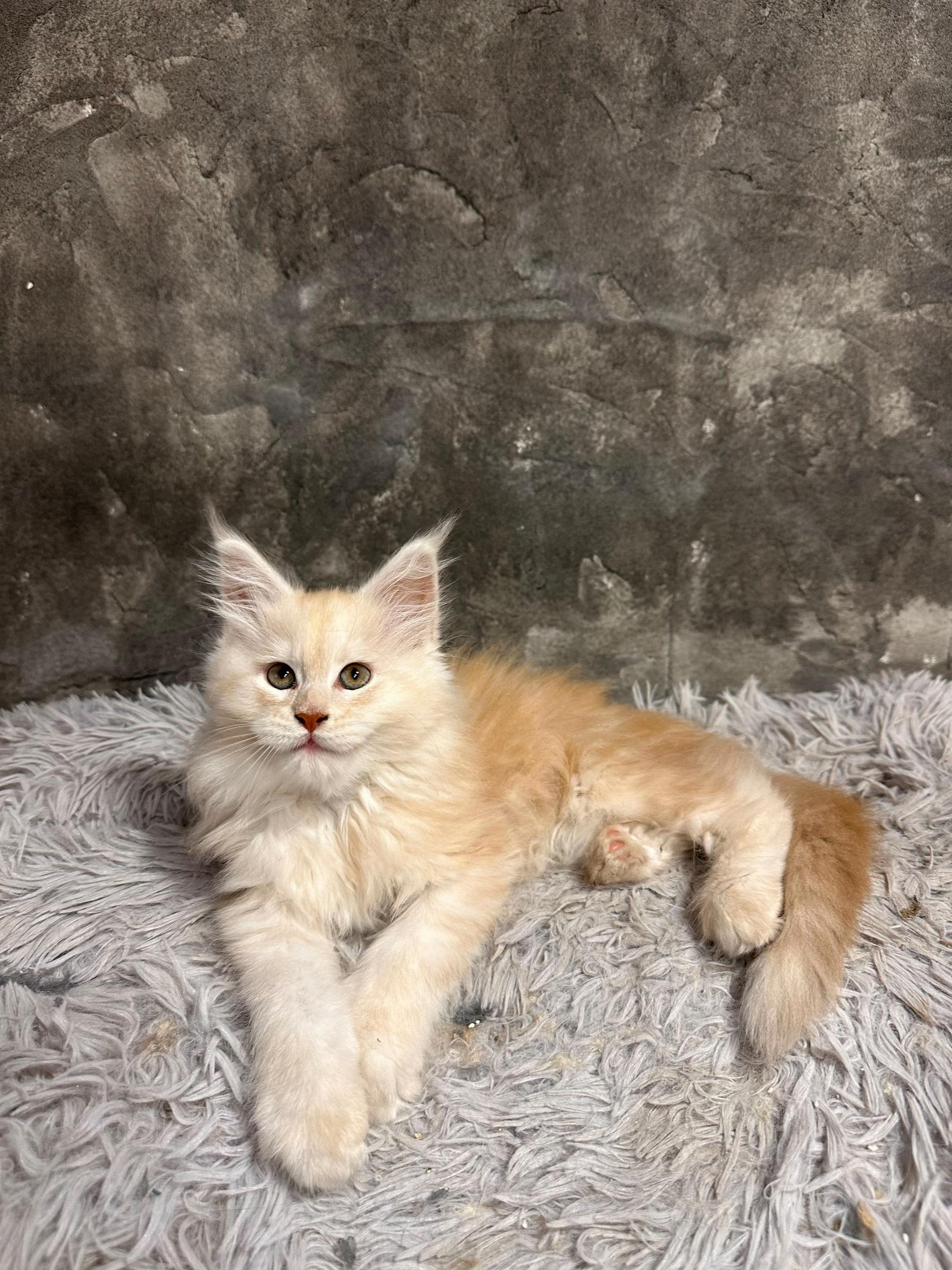 Coco
